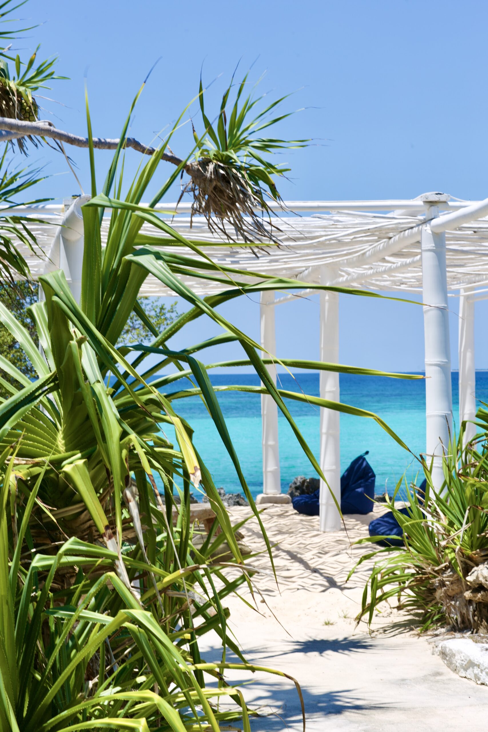 Pandanus against a white wall with sea beyond